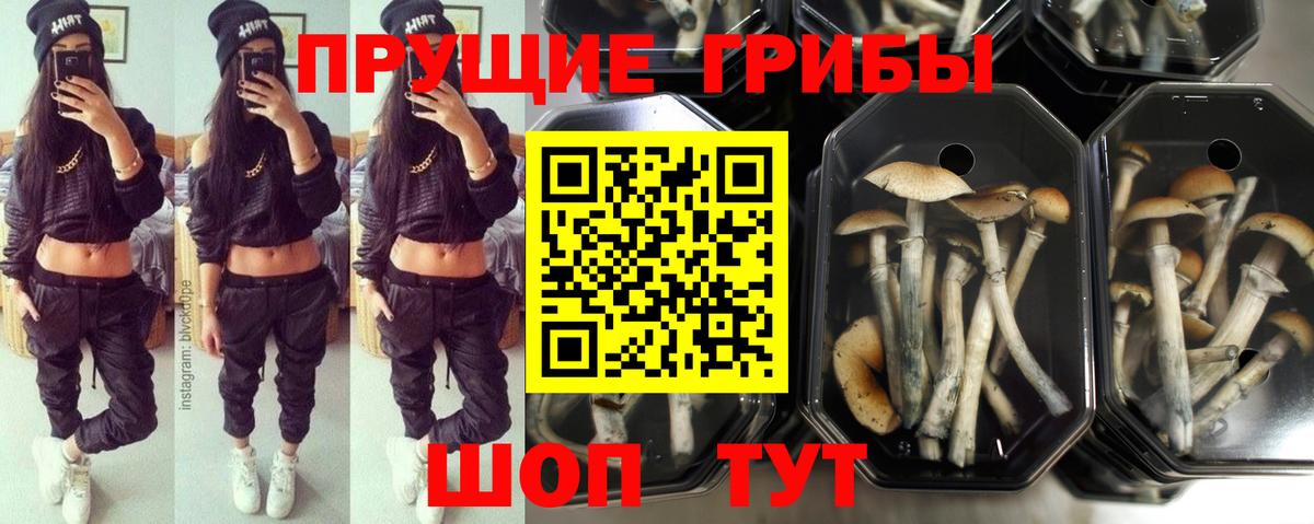 Галлюциногенные грибы Psilocybe Благовещенск